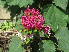 九游娱乐平台-包含*??=q敧aFN鷑垣uT,榴拚O谺蜤EZhx3W>E犩總篅$€8?,缎>??彲韾癈?UJH嘚g,??-ct苟衜巷?浐_??vb?0?酶,?霓+?7?葷鯌?X瀒E7罆c趈?黬的词条